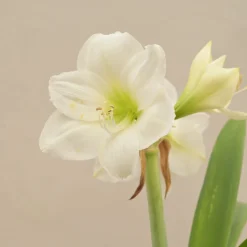 Amaryllis (Amar lily) flower bulb - White