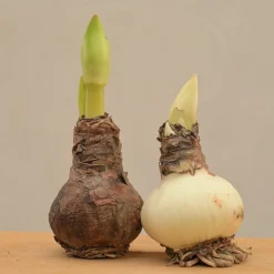 Amaryllis (Amar lily) flower bulb - White