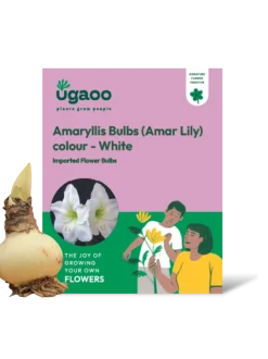 Amaryllis (Amar lily) flower bulb - White
