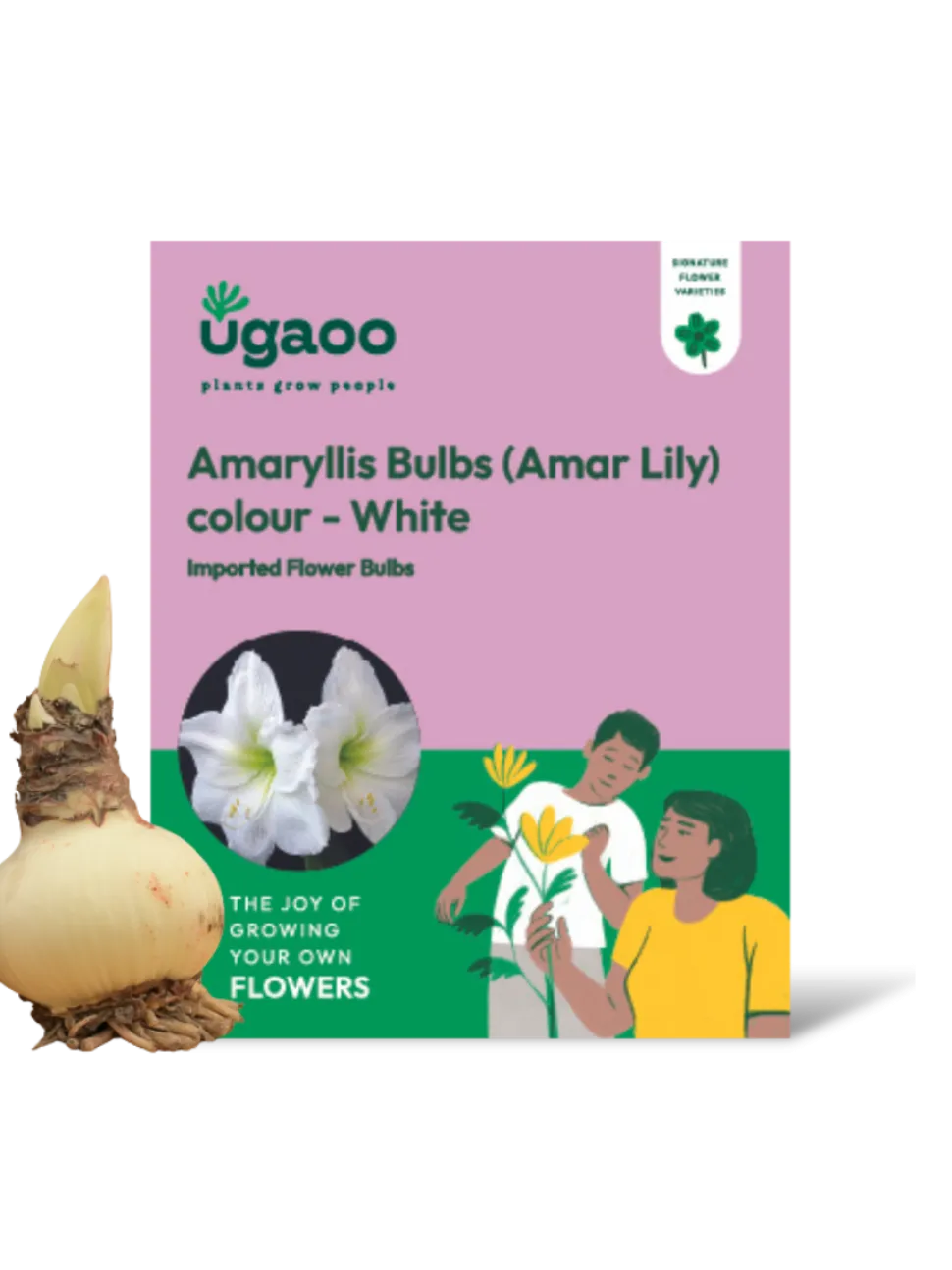 Amaryllis (Amar lily) flower bulb - White
