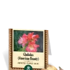 American Beauty Gladiolus Bulbs