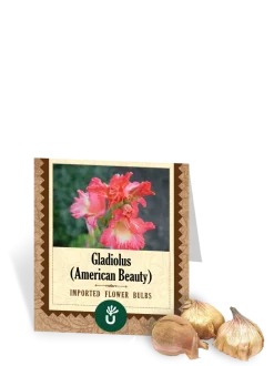 American Beauty Gladiolus Bulbs