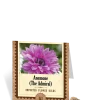 Anemone The Admiral Bulbs