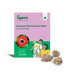 Anemone The Governor Bulbs