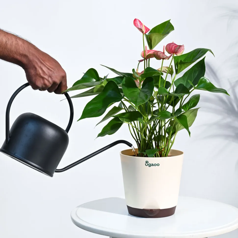 Anthurium Livium Plant