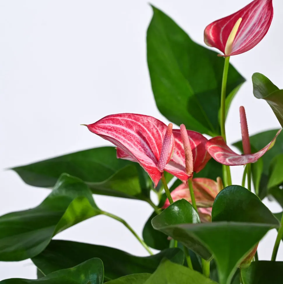 Anthurium Livium Plant