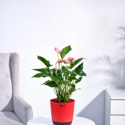 Anthurium Livium Plant