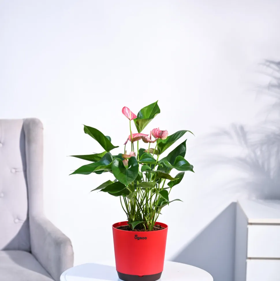 Anthurium Livium Plant