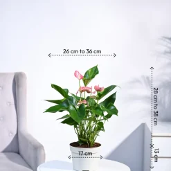 Anthurium Livium Plant