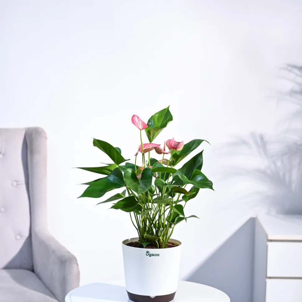 Anthurium Livium Plant