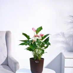 Anthurium Livium Plant