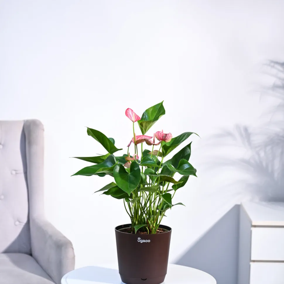 Anthurium Livium Plant