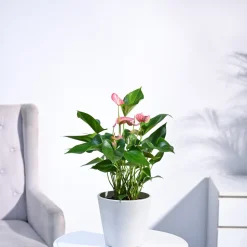 Anthurium Livium Plant
