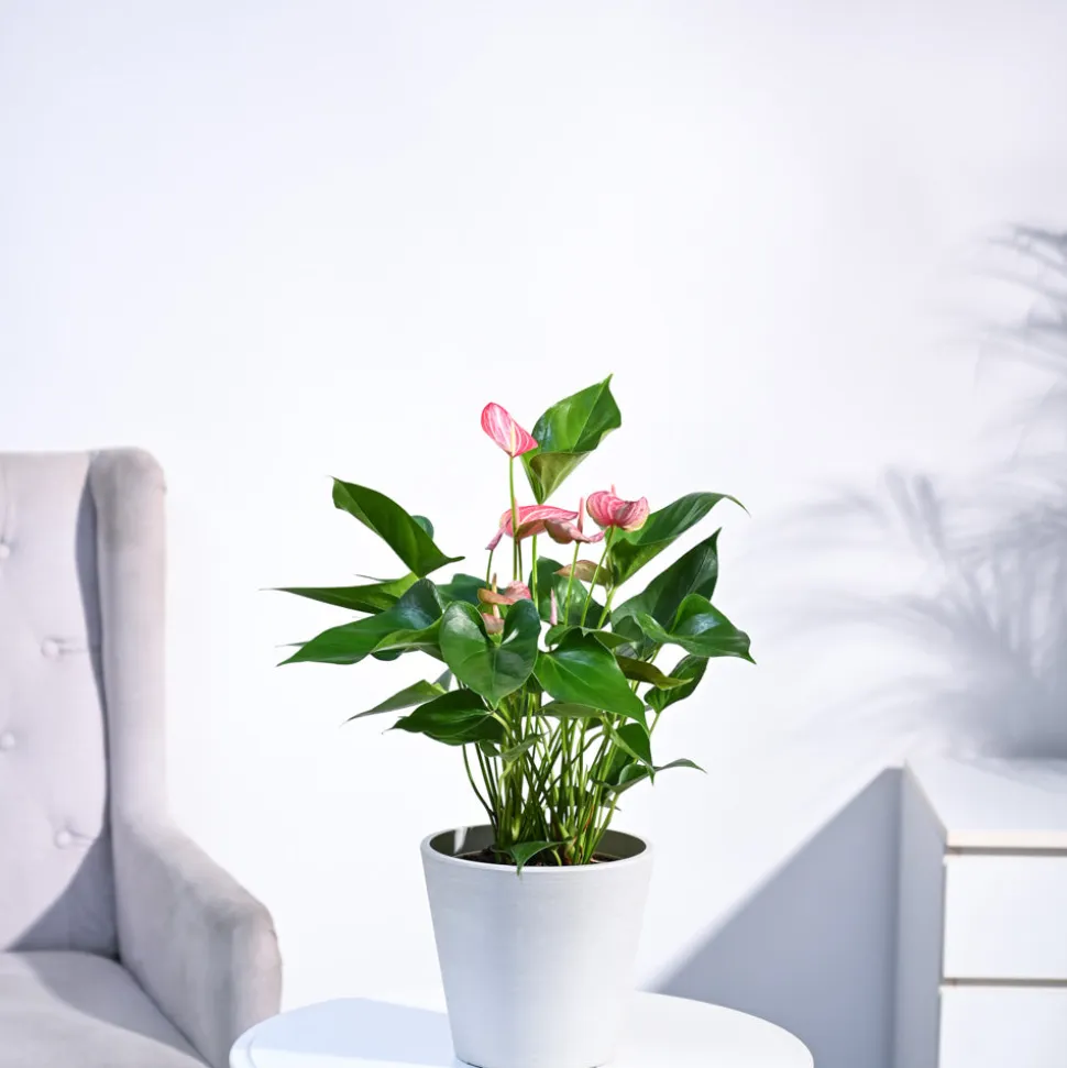 Anthurium Livium Plant