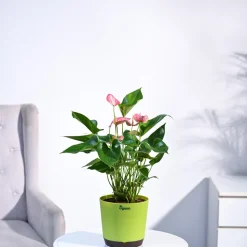 Anthurium Livium Plant