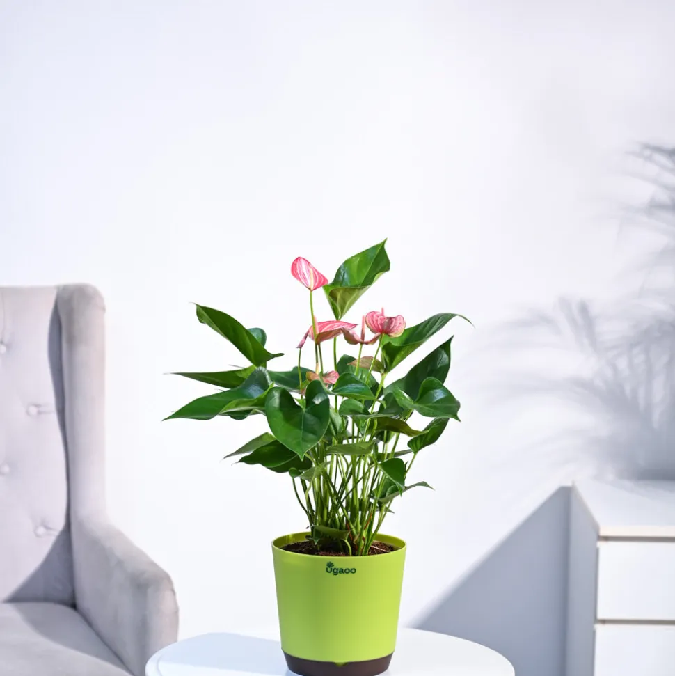 Anthurium Livium Plant