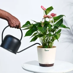 Anthurium Livium Plant