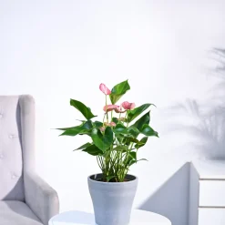 Anthurium Livium Plant
