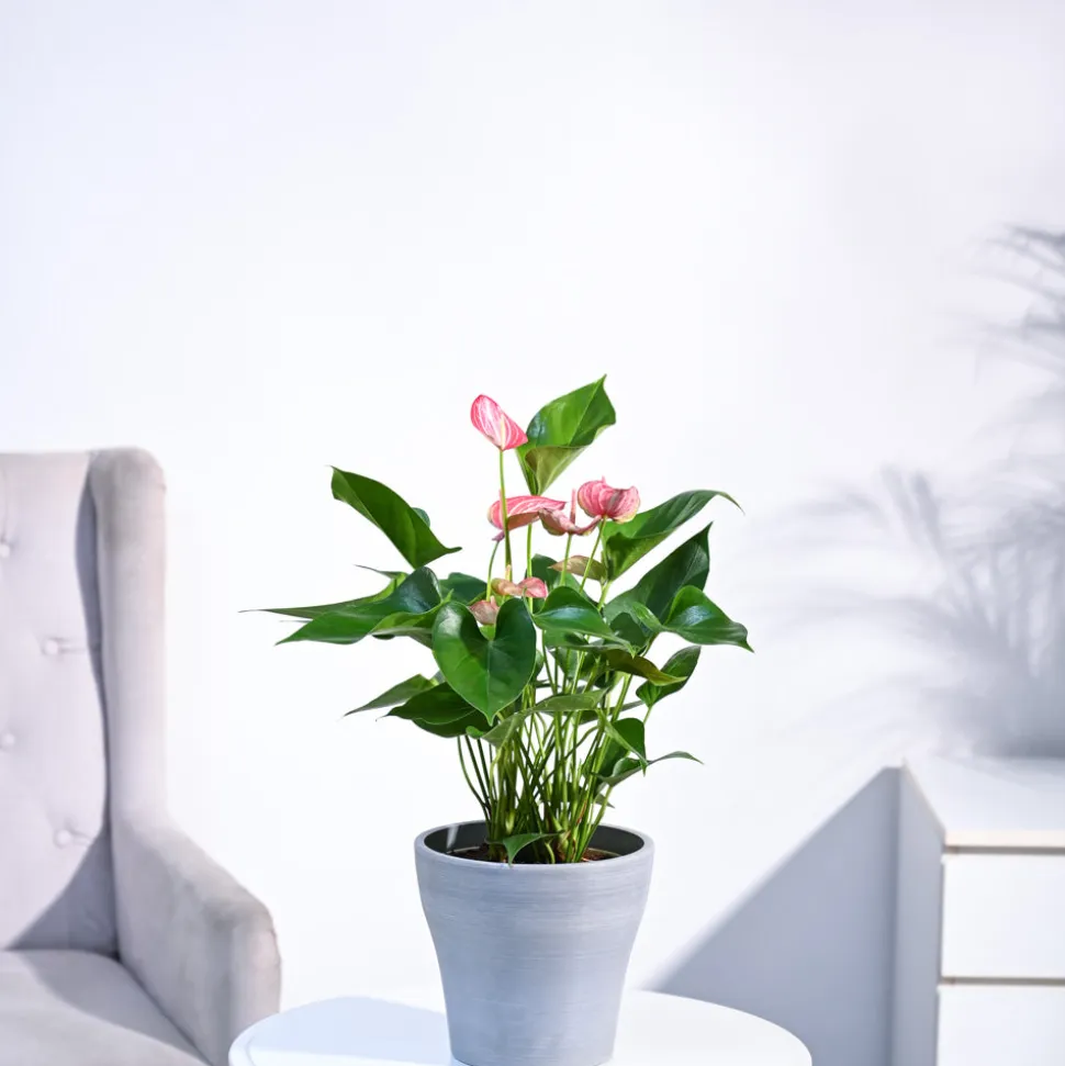 Anthurium Livium Plant