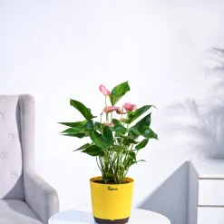 Anthurium Livium Plant