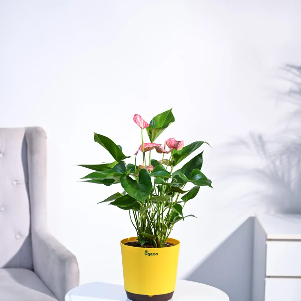 Anthurium Livium Plant