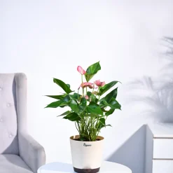 Anthurium Livium Plant