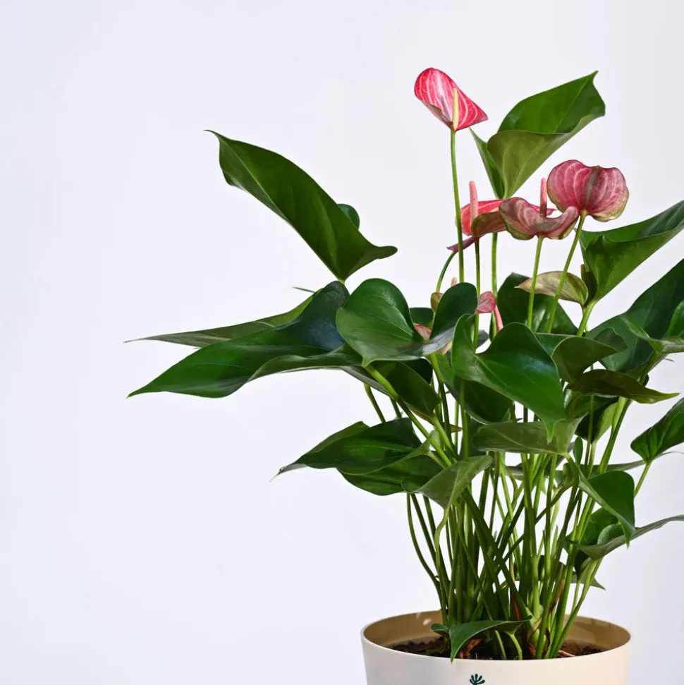 Anthurium Livium Plant