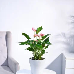 Anthurium Livium Plant