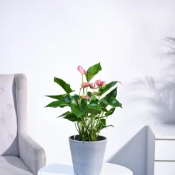 Anthurium Livium Plant