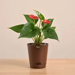 Anthurium Red Plant