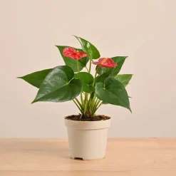 Anthurium Red Plant