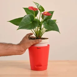 Anthurium Red Plant