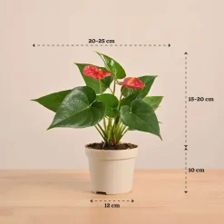 Anthurium Red Plant