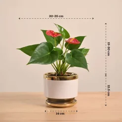 Anthurium Red Plant