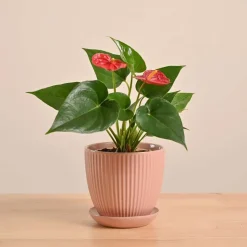 Anthurium Red Plant