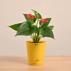 Anthurium Red Plant