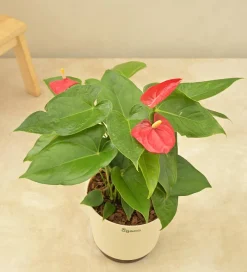 Anthurium Red Plant
