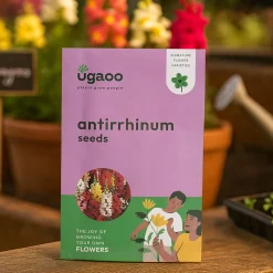 Antirrhinum Seeds