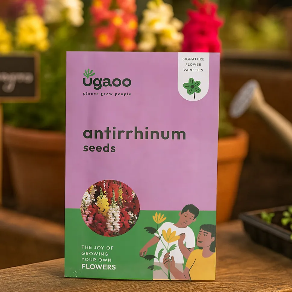 Antirrhinum Seeds