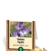 Apollo Gladiolus Bulbs