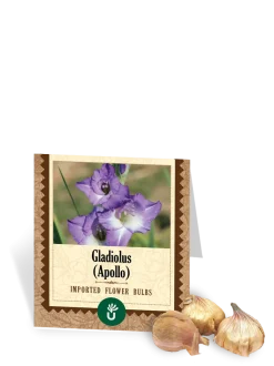 Apollo Gladiolus Bulbs