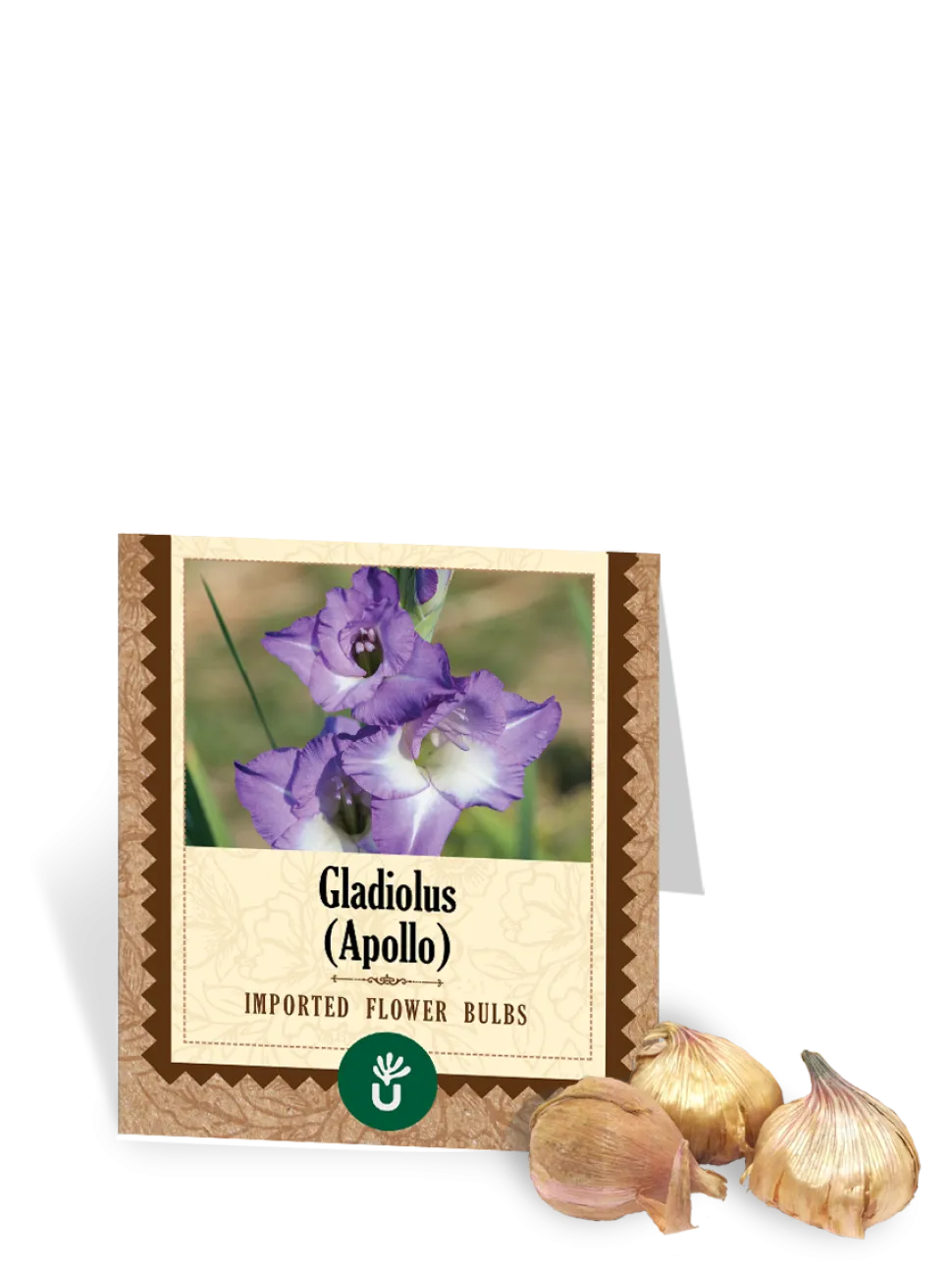 Apollo Gladiolus Bulbs