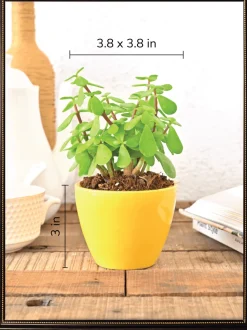 Apple Ceramic Pot (3.8 Inch Diameter)