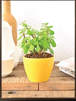 Apple Ceramic Pot (3.8 Inch Diameter)