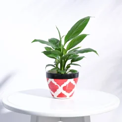 Apple Ceramic Pot (3.8 Inch Diameter)