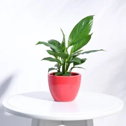 Apple Ceramic Pot (3.8 Inch Diameter)