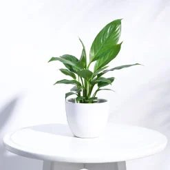 Apple Ceramic Pot (3.8 Inch Diameter)