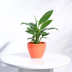 Apple Ceramic Pot (3.8 Inch Diameter)