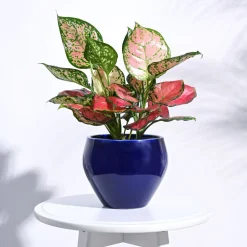 Apple Ceramic Pot (6.6 Inch Diameter)