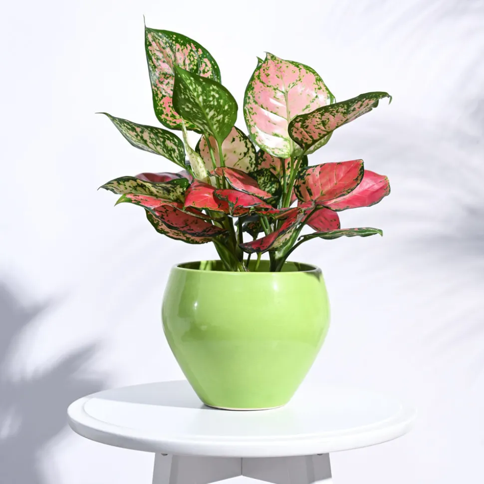 Apple Ceramic Pot (6.6 Inch Diameter)